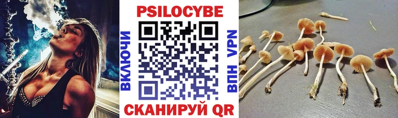 Галлюциногенные грибы Psilocybe  Купить закладки  Покров 